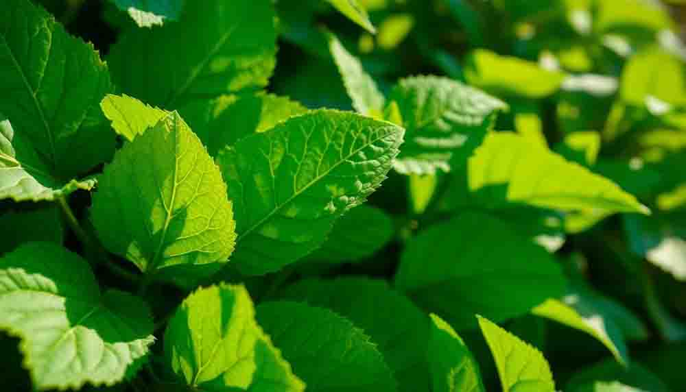 Discover What Is Sumatra Slim Belly Tonics Blood Sugar Regulation Benefits