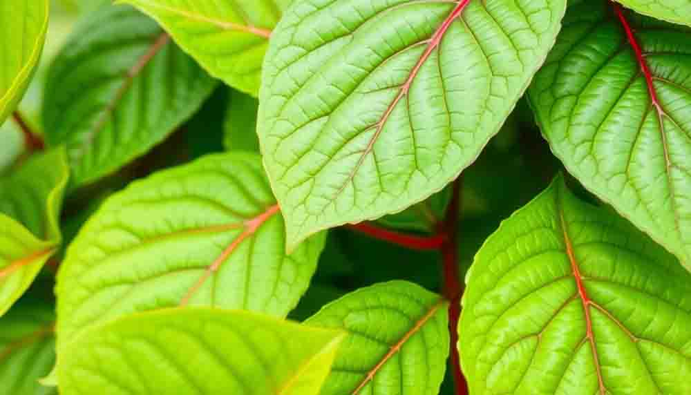 Explore Why Botanical Extracts Curb Cravings for Weight Loss