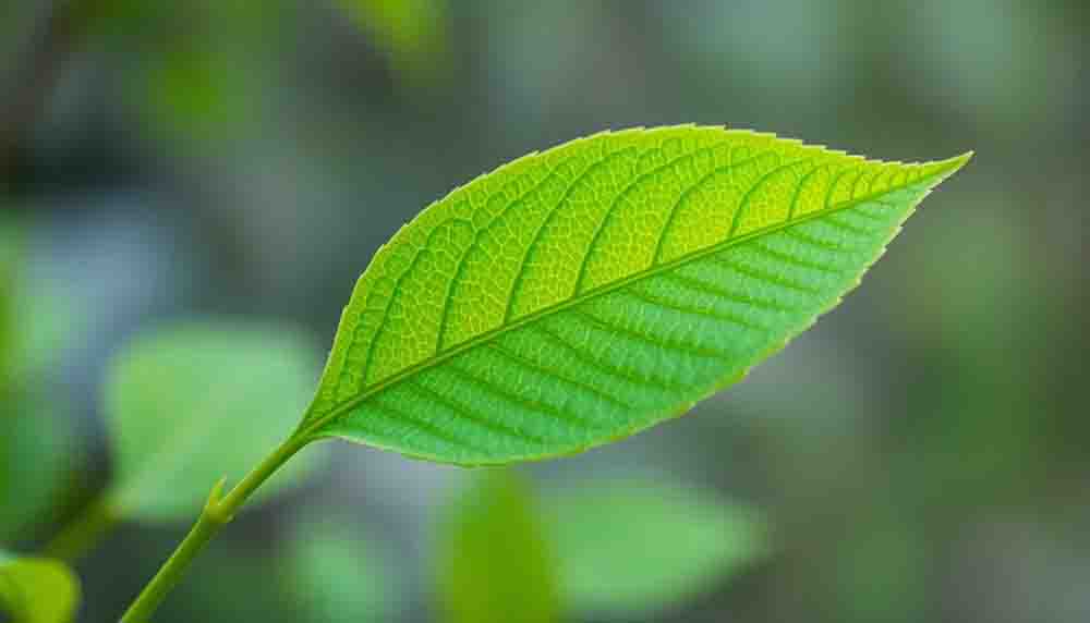 Find What Is Sumatra Slim Belly Tonics Role in Reducing Food Cravings