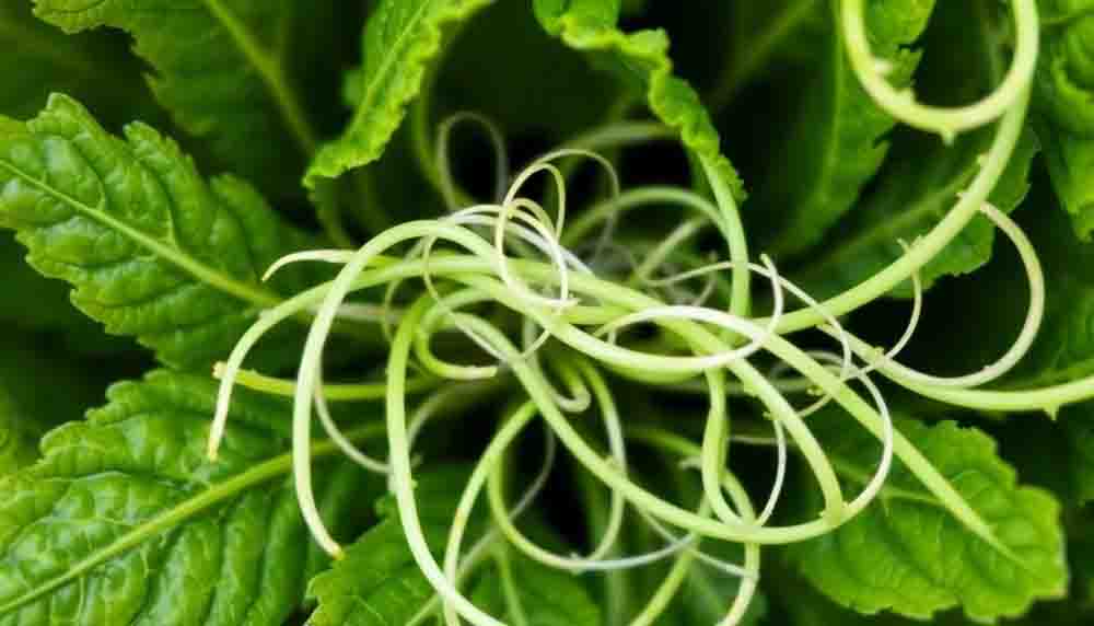 Find Why Botanical Extracts Curb Cravings for Weight Loss