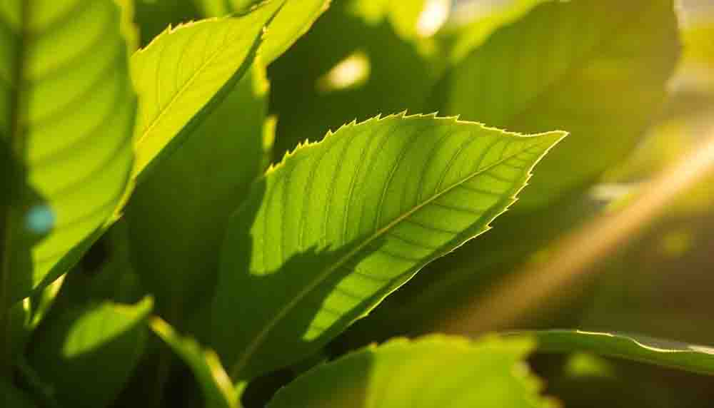 Find Why Use Plant Based Ingredients for Fat Burning Energy