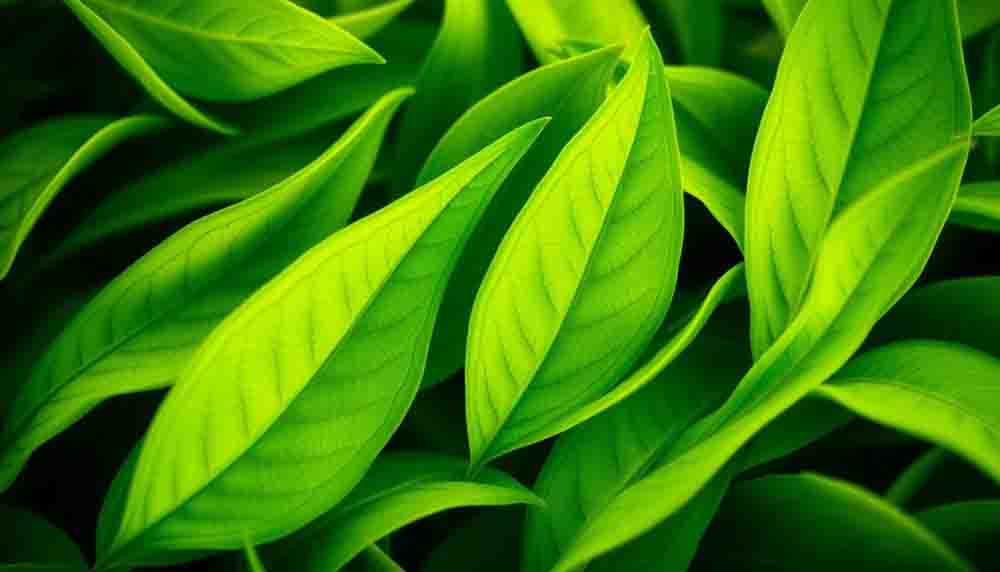 Identify Sumatra Slim Belly Tonics Role in Healthy Weight Loss Metabolism Boost